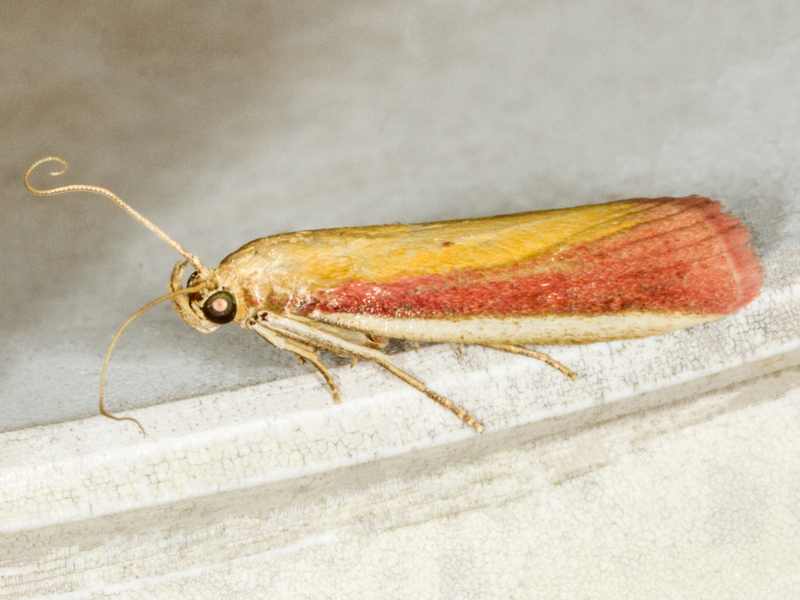 Oncocera semirubella